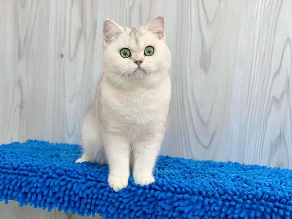 British Shorthair