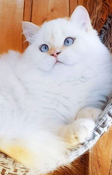 British Longhair
