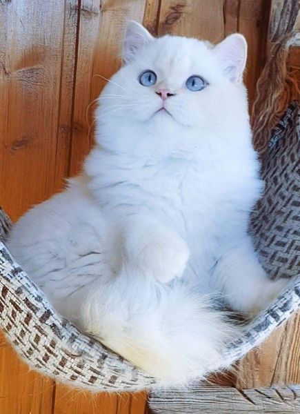 British Longhair