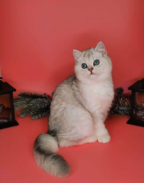 British Shorthair