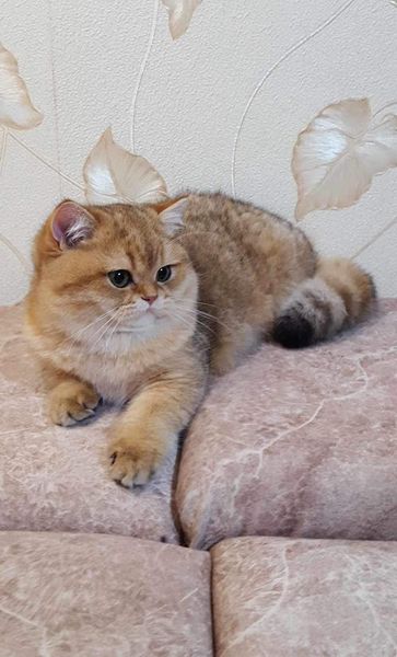British Shorthair