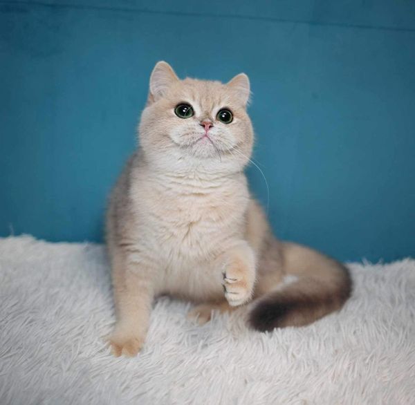 British Shorthair