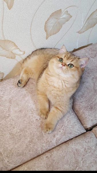 British Shorthair