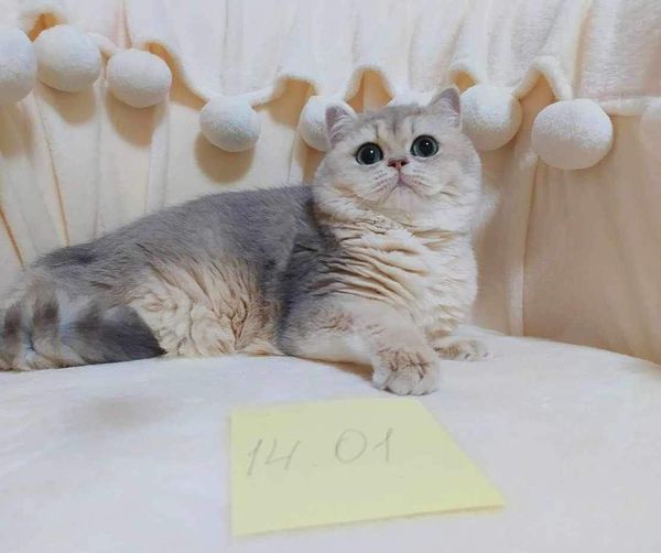 British Shorthair