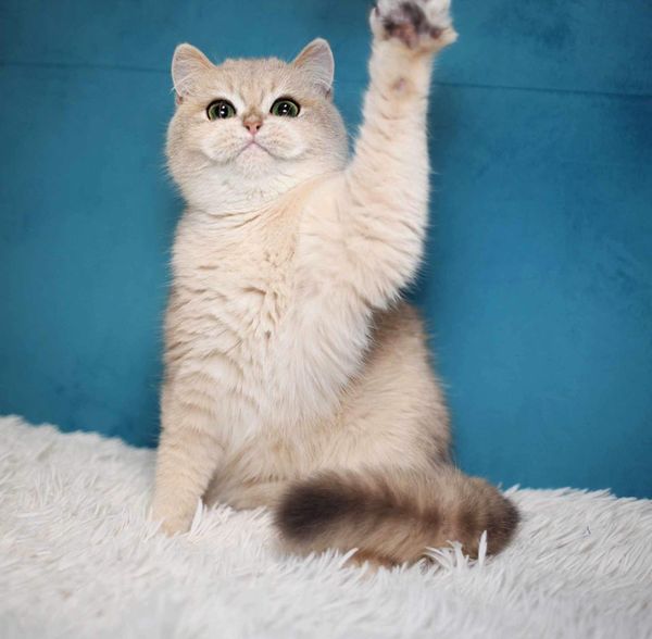 British Shorthair