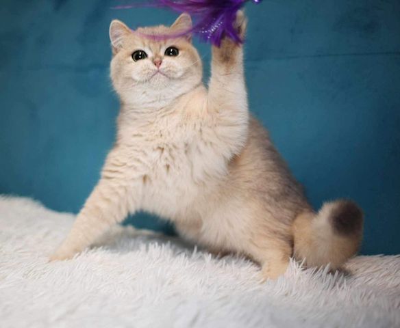British Shorthair