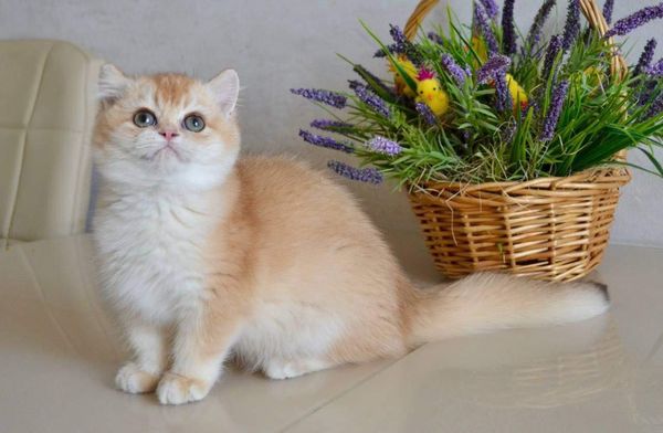 British Shorthair