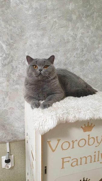 British Shorthair