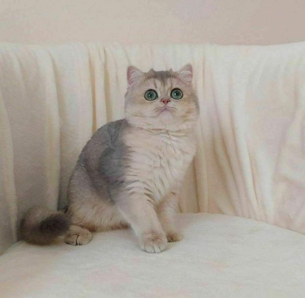 British Shorthair