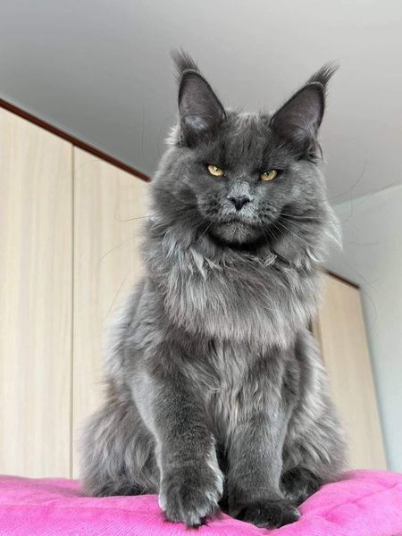 Maine Coon