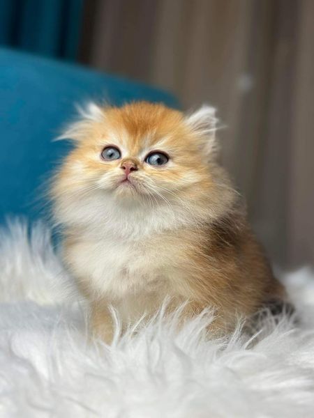 British Longhair