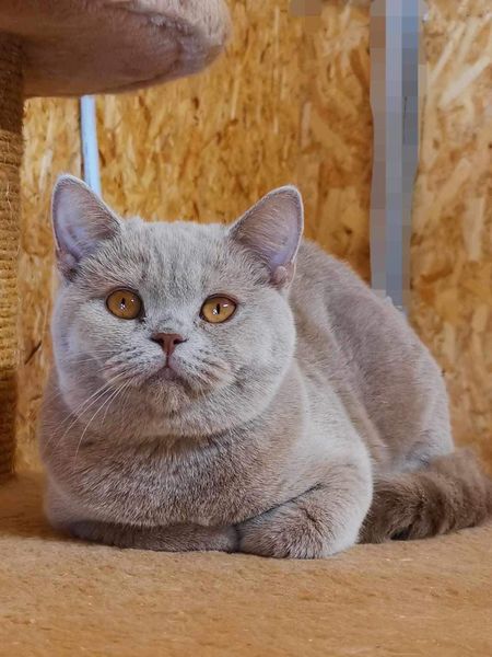 British Shorthair
