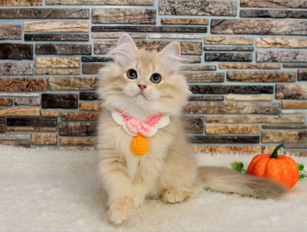 British Longhair