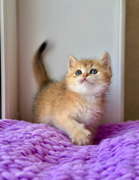 British Shorthair
