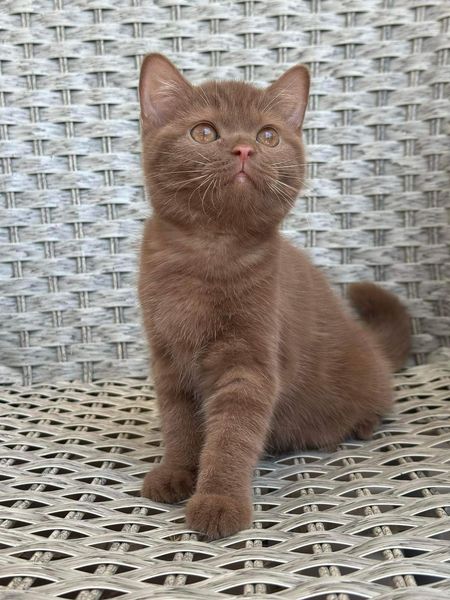 British Shorthair