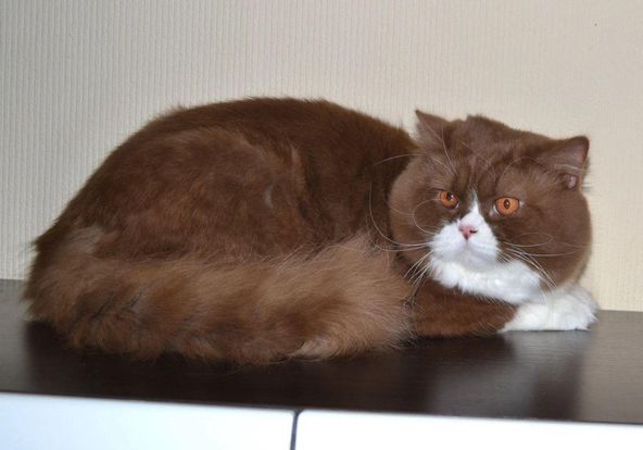 British Longhair
