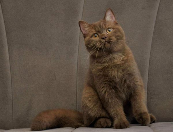 British Shorthair