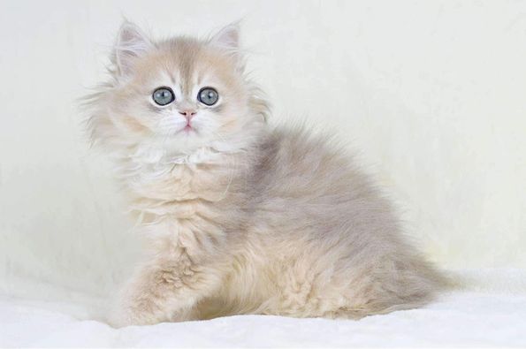 British Longhair