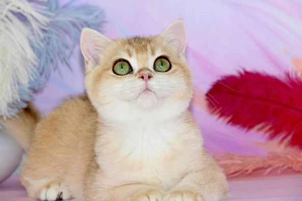 British Shorthair