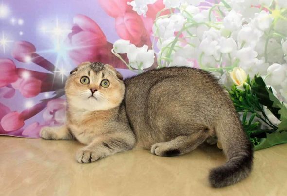 Scottish Fold