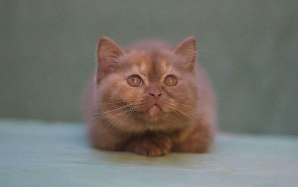 British Shorthair