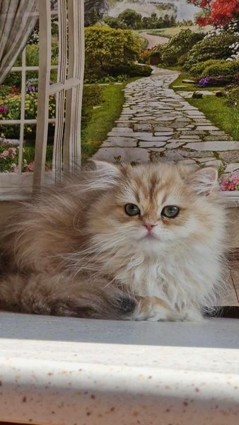 British Longhair