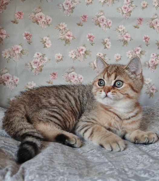 British Shorthair