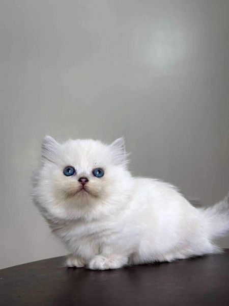 Munchkin Longhair