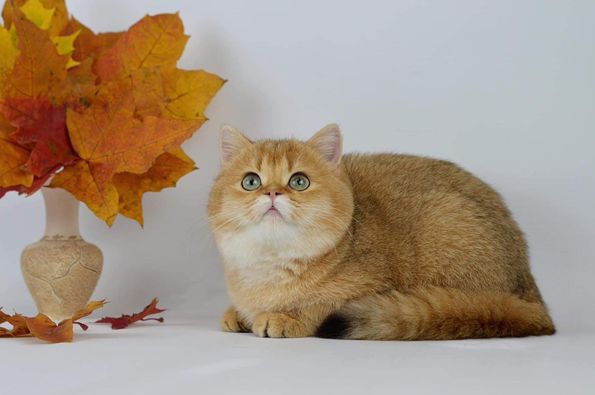 British Shorthair