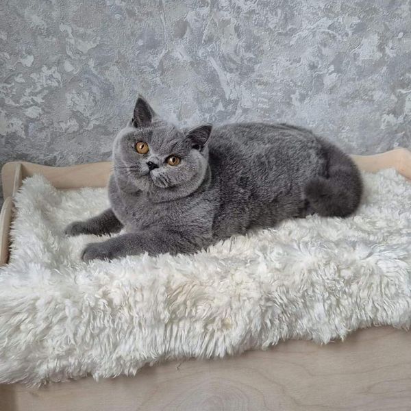 British Shorthair