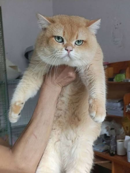 British Shorthair
