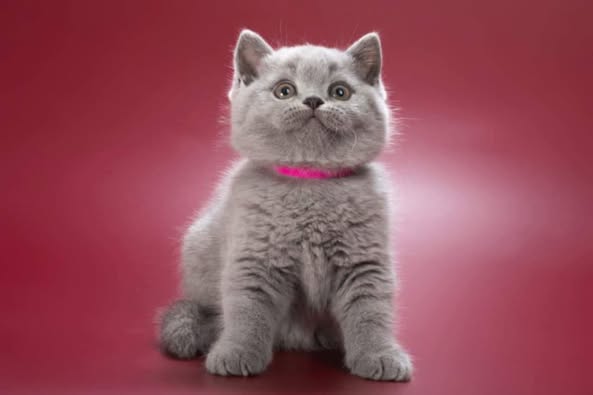 British Shorthair