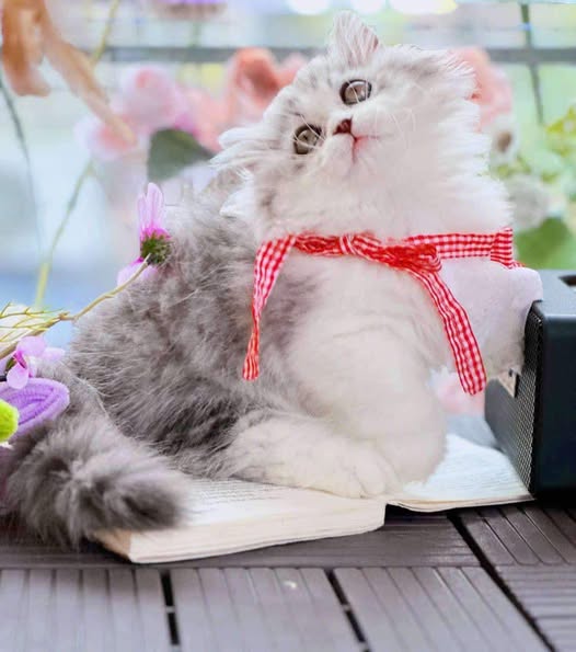 Munchkin Longhair