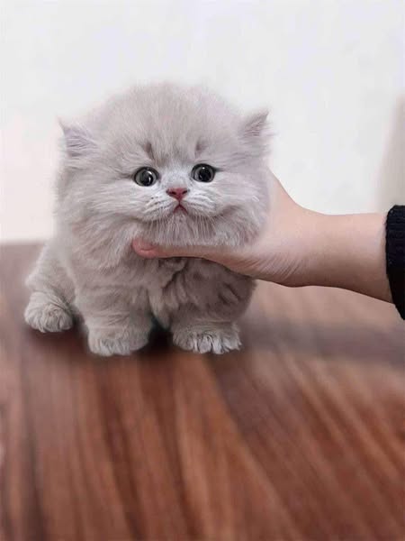 Munchkin Longhair