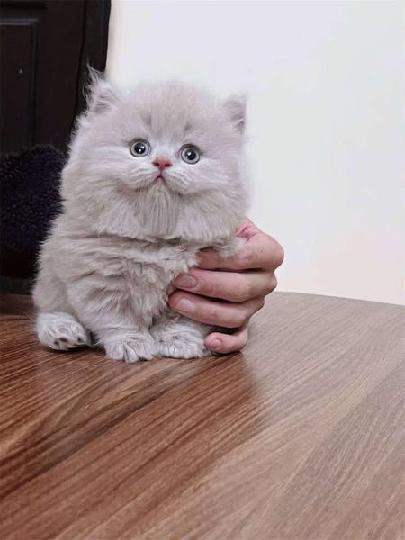 Munchkin Longhair