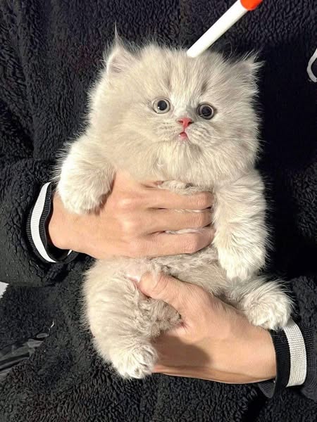 Munchkin Longhair