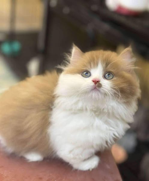 Munchkin Longhair