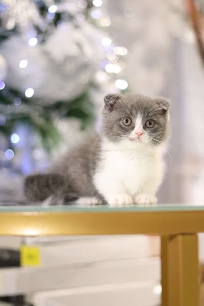 Munchkin Fold