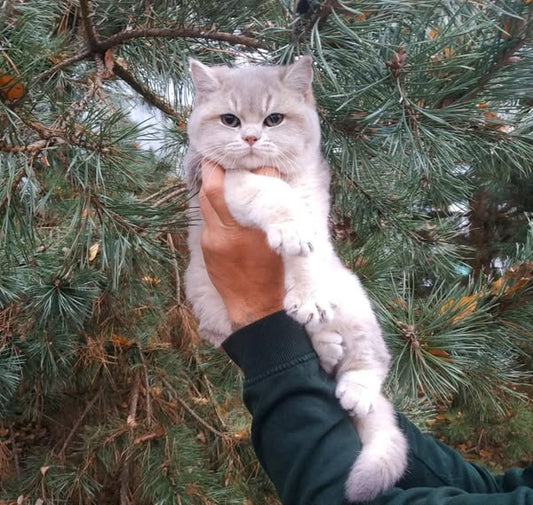 British Shorthair