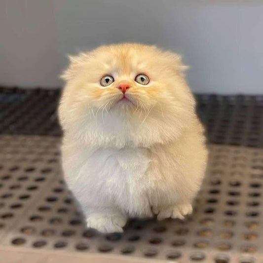 Munchkin Longhair