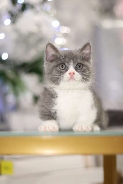Munchkin