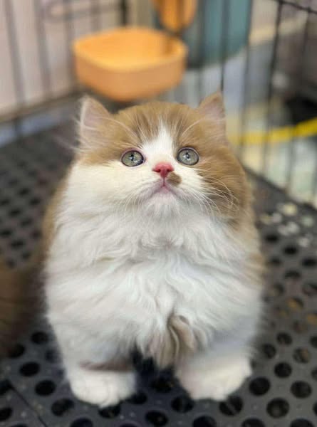 Munchkin Longhair