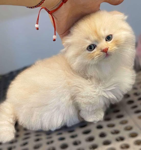 Munchkin Longhair