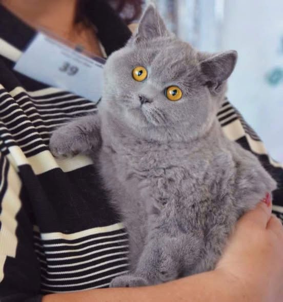 British Shorthair