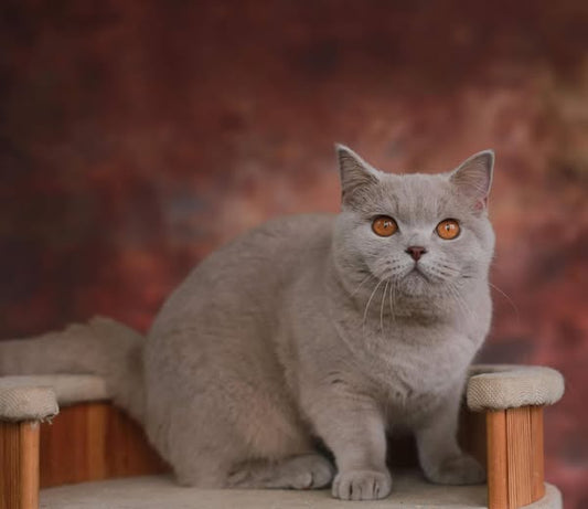 British Shorthair