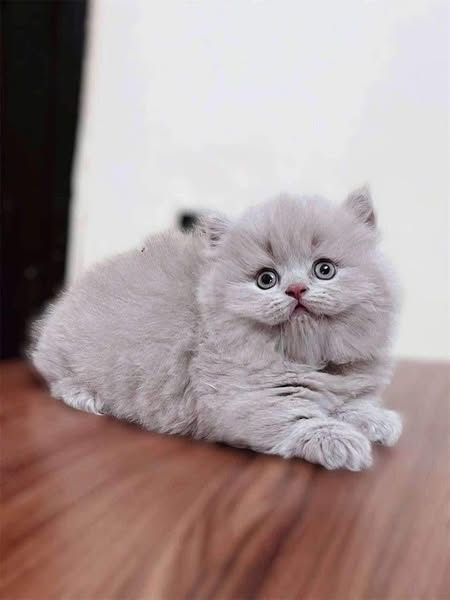 Munchkin Longhair