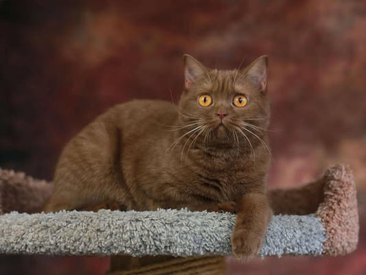 British Shorthair