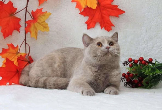 British Longhair