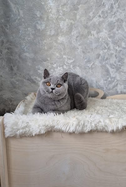 British Shorthair