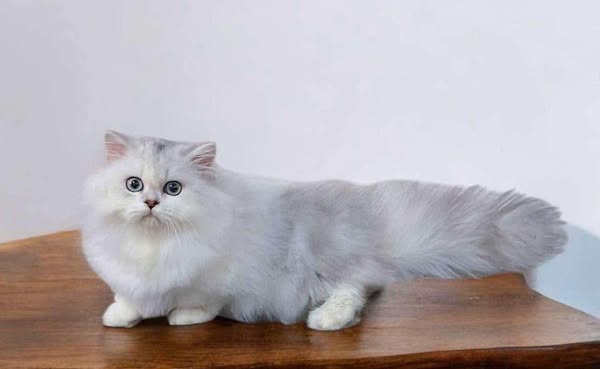 Munchkin Longhair
